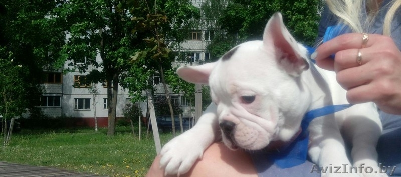 Мальчик французского бульдога  - Изображение #3, Объявление #1622559