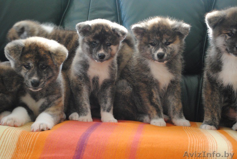 Милые щеночки Акиты-ину производство ЧЕМПИОНОВ - Изображение #2, Объявление #1630746
