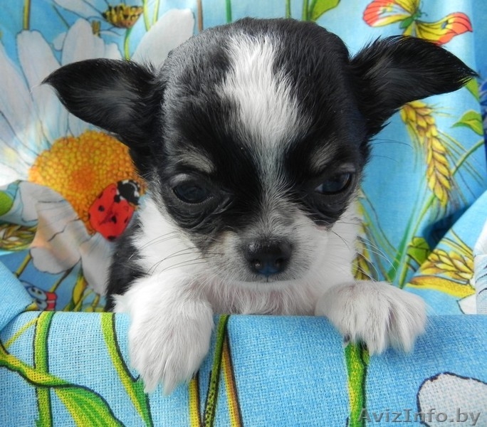 Щенки чихуахуа длинношерстные - Изображение #2, Объявление #1634683