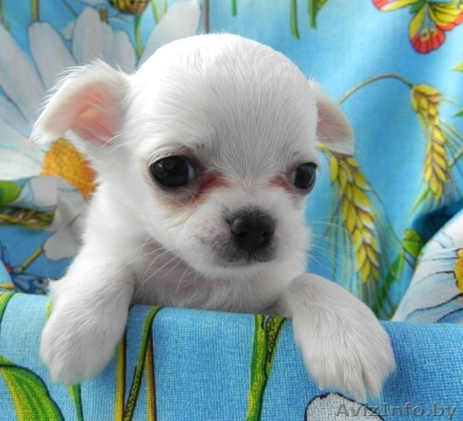 Щенки чихуахуа длинношерстные - Изображение #3, Объявление #1634683