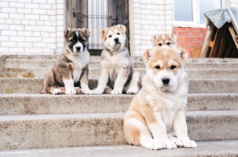 Щенки Среднеазиатской Овчарки, САО - Изображение #1, Объявление #1651724