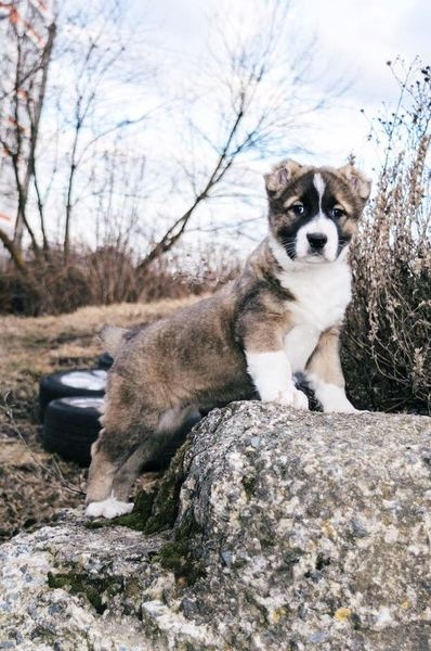 Щенки Среднеазиатской Овчарки, САО - Изображение #3, Объявление #1651724