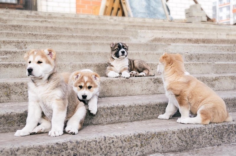 Щенки Среднеазиатской Овчарки, САО - Изображение #4, Объявление #1651724