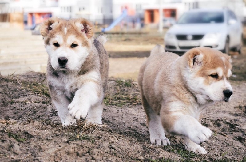 Щенки Среднеазиатской Овчарки, САО - Изображение #5, Объявление #1651724