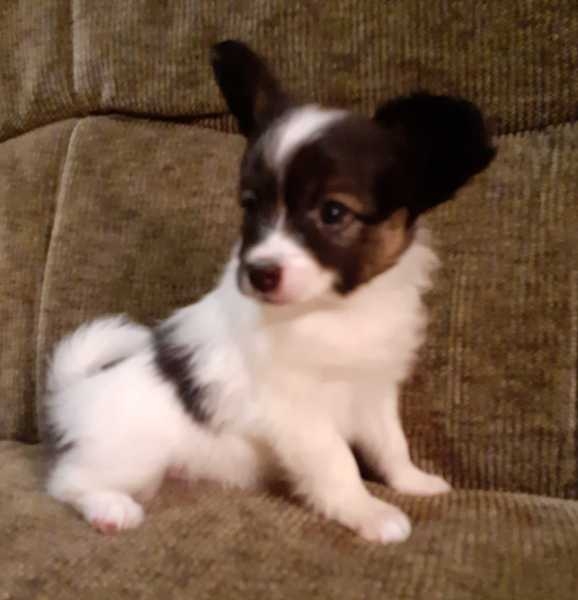 Щенки папийона  - Изображение #3, Объявление #1680662