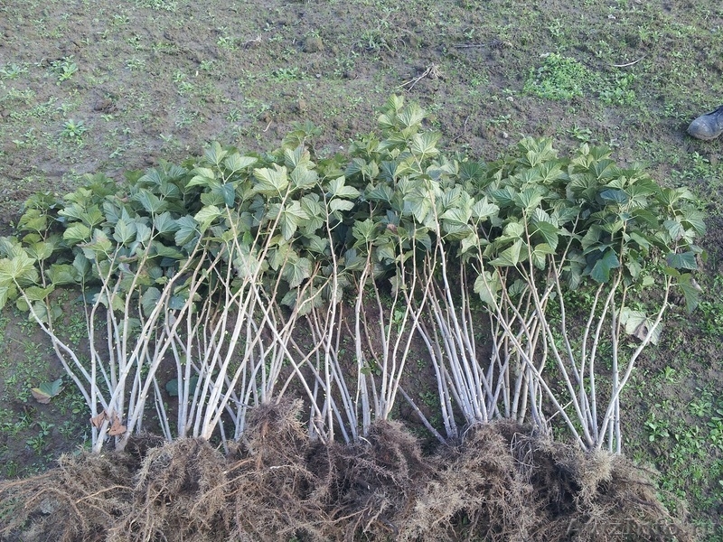 Cаженцы смородины черной 2-летние оптом - Изображение #1, Объявление #953873