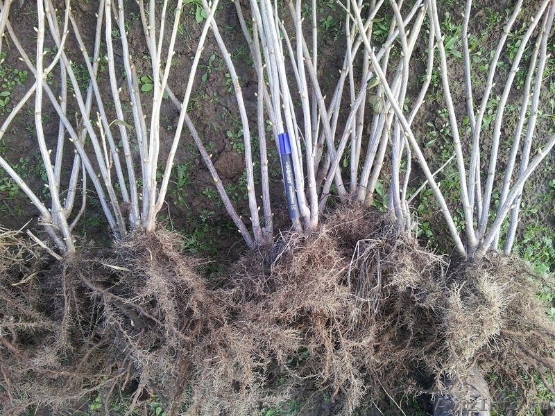 Cаженцы смородины черной 2-летние оптом - Изображение #2, Объявление #953873